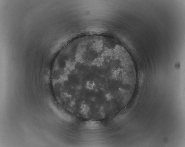 X0000110960451200907022225