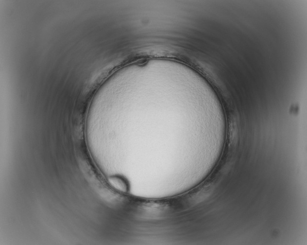 X0000110960453200907022225