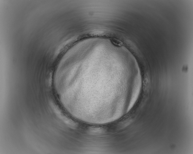 X0000110960454200907022225