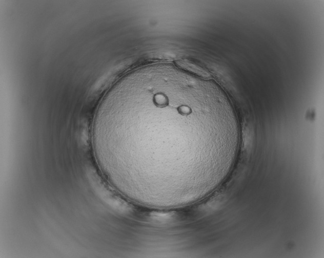 X0000110960457200907022225