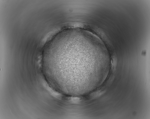 X0000110960462200907022225