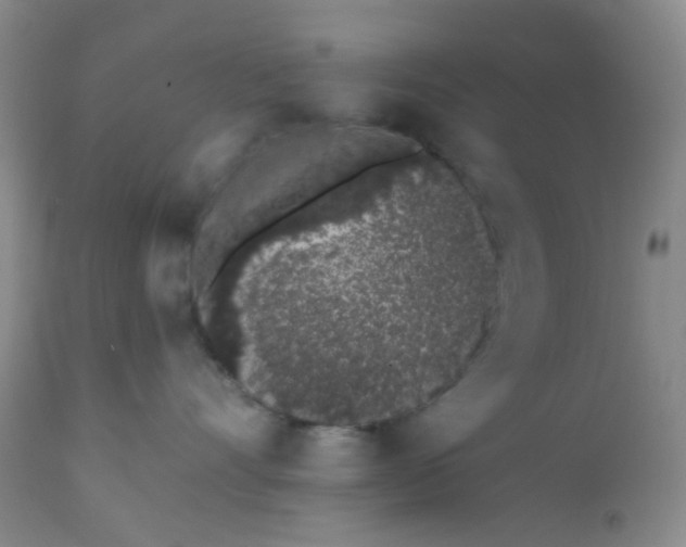 X0000110960528200907022224