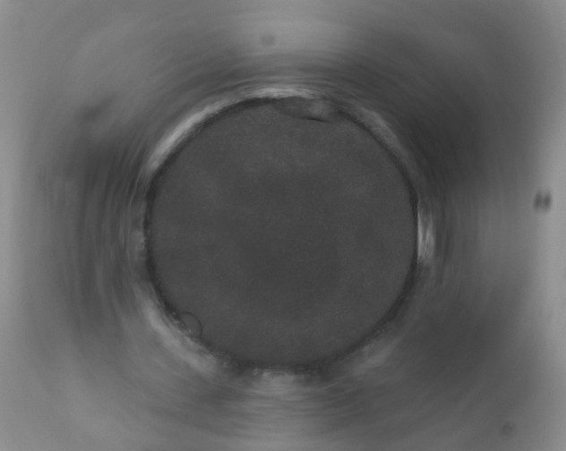 X0000110960531200907022223