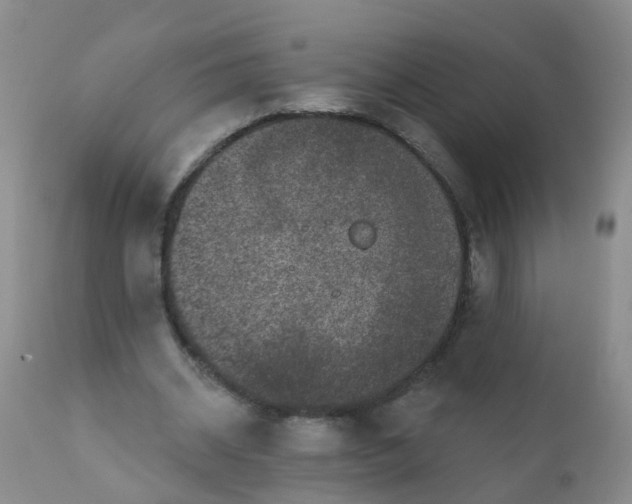 X0000110960534200907022223