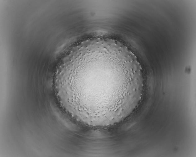 X0000110960545200907022223