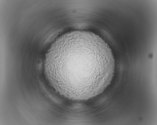 X0000110960549200907022223