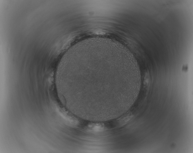 X0000110960559200907022223