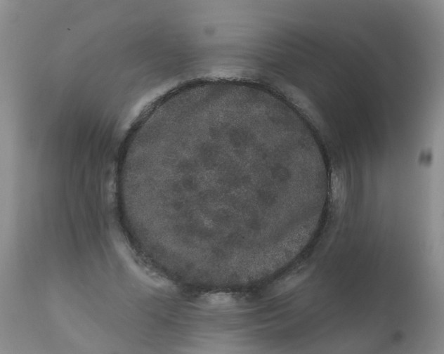 X0000110960588200907022223