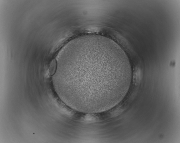 X0000110960608200907022222