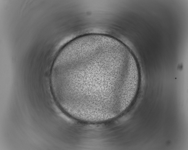 X0000110960625200907022221