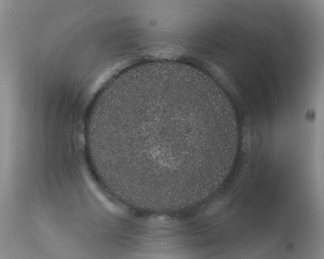 X0000110960634200907022222