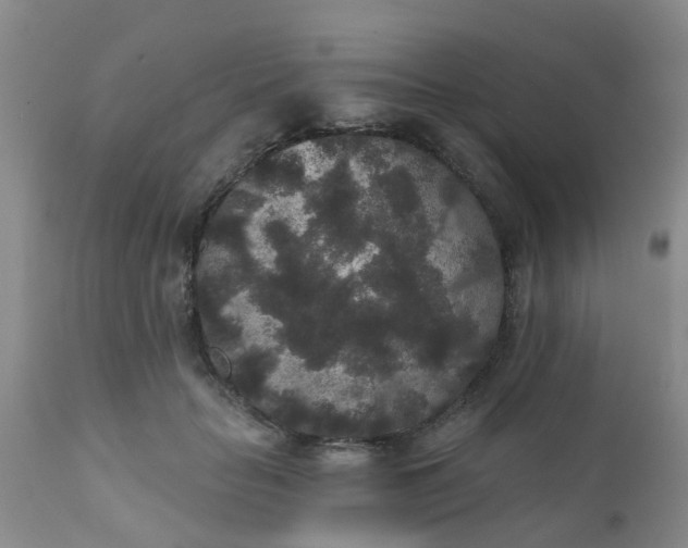 X0000110960653200907022222