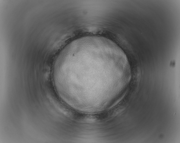 X0000110960656200907022222