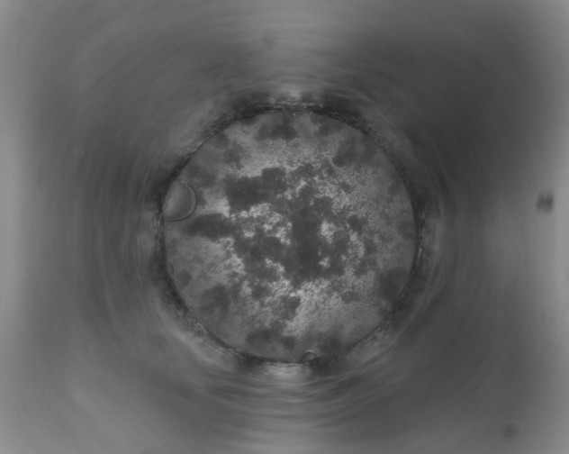 X0000110960659200907022222