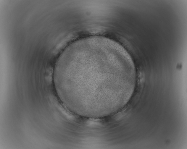 X0000110960664200907022222