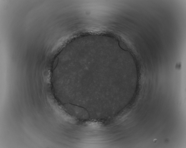 X0000110960689200907022221