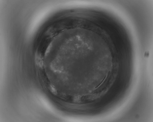 X0000110960766200907022221