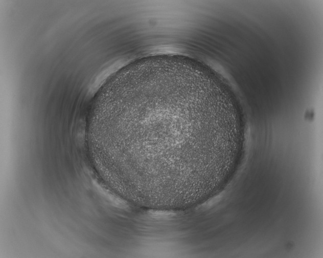 X0000110960825200907022219