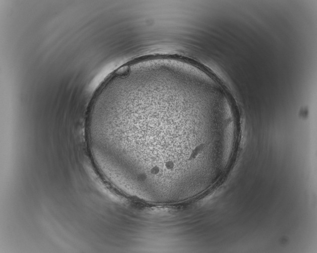 X0000110960834200907022219