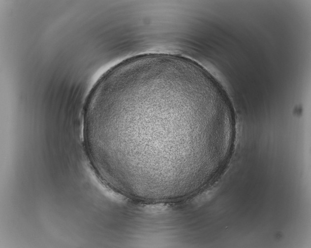 X0000110960838200907022219