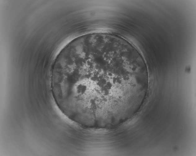 X0000110960851200907022219