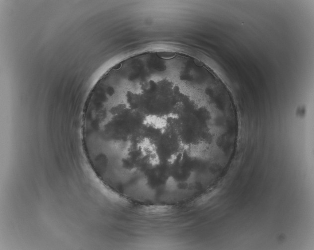 X0000110960853200907022219