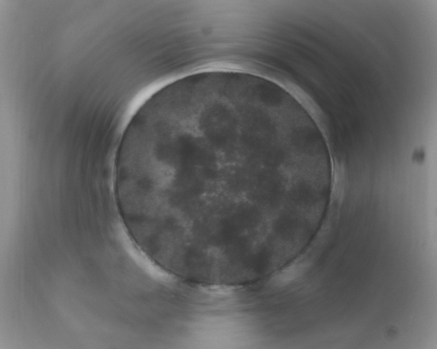 X0000110960862200907022219