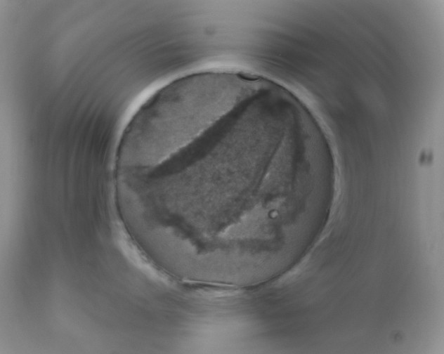 X0000110960864200907022219