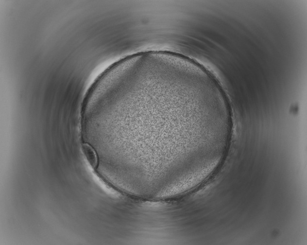 X0000110960894200907022218