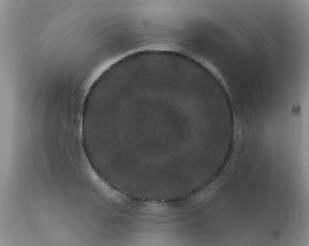 X0000110960935200907022217