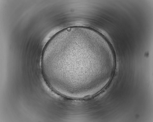 X0000110960938200907022217