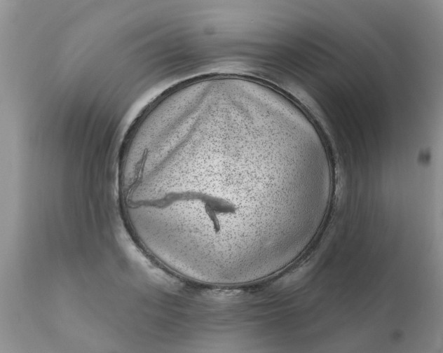 X0000110960939200907022217