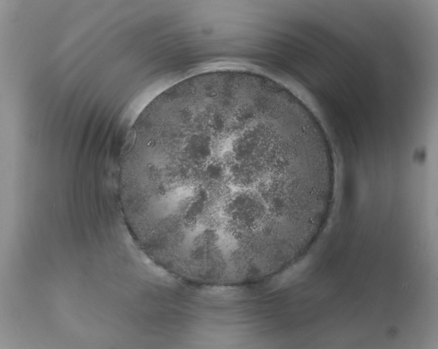 X0000110960953200907022218