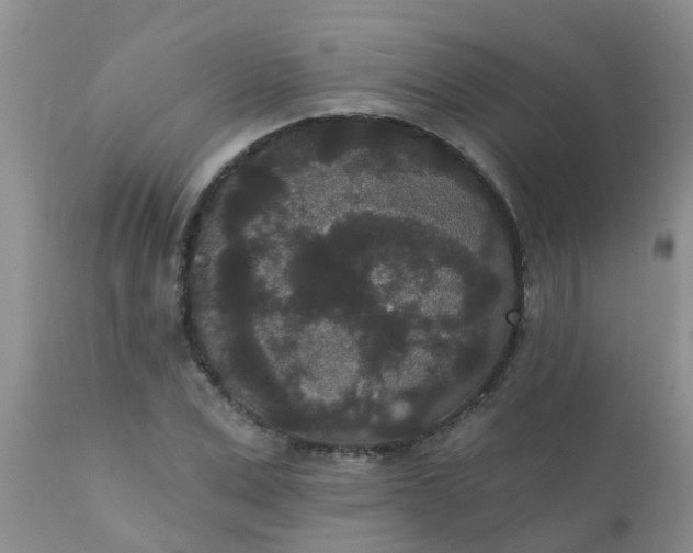 X0000110960975200907022217