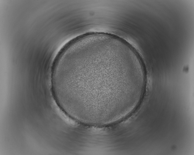 X0000110960976200907022217