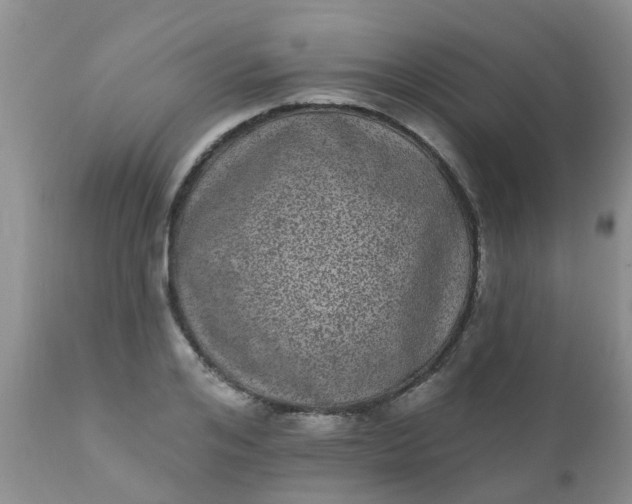 X0000110960984200907022217