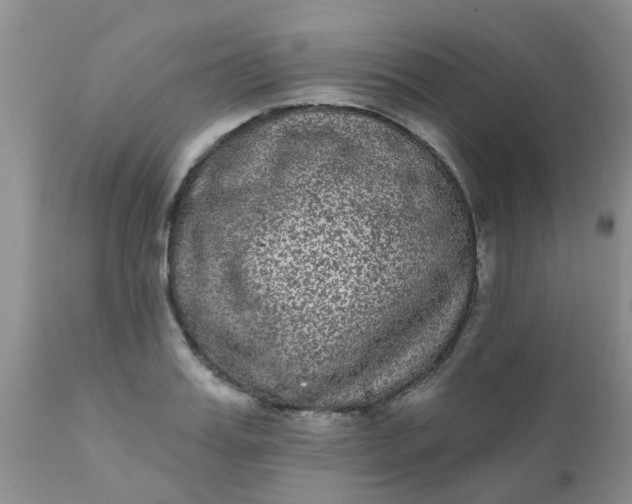 X0000110960987200907022217