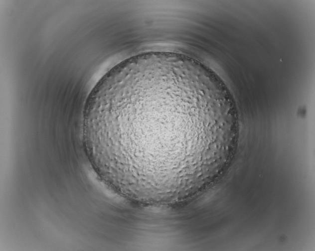 X0000110960994200907022216