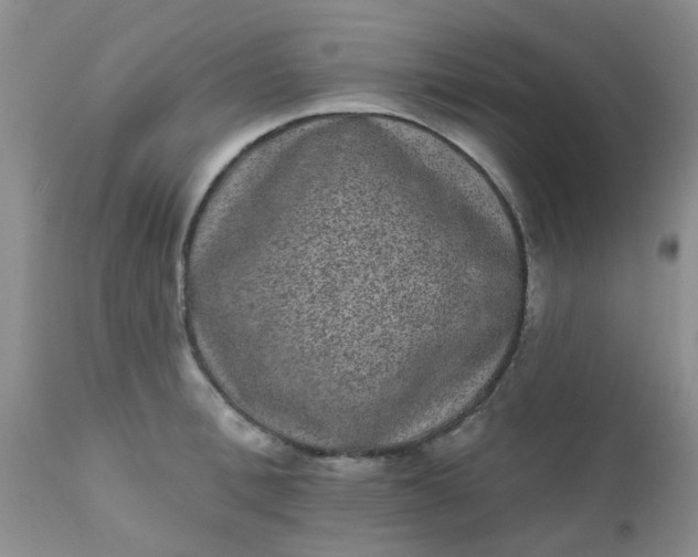 X0000110960996200907022216