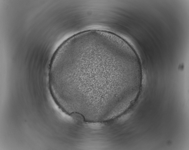 X0000110960999200907022216