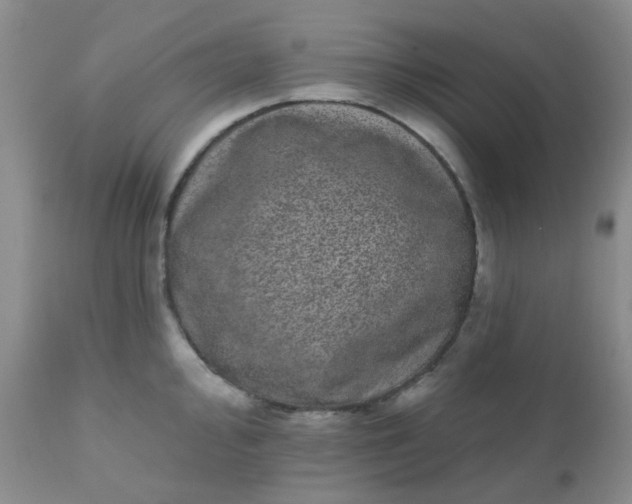 X0000110961000200907022216