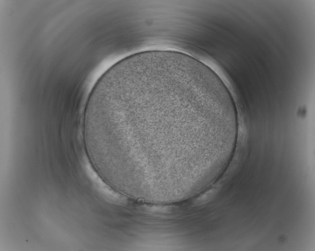 X0000110961004200907022216