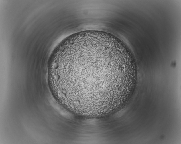 X0000110961035200907022216