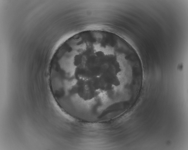 X0000110961045200907022216