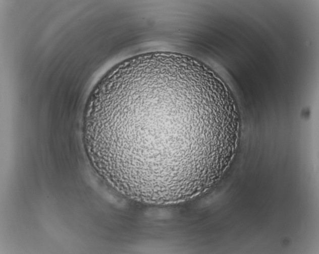 X0000110961051200907022216