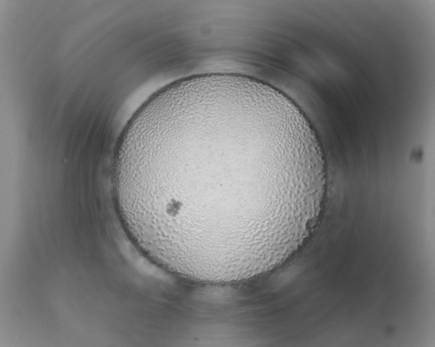 X0000110961094200907022215