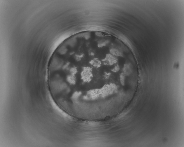 X0000110961095200907022215