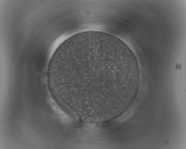 X0000110961104200907022215