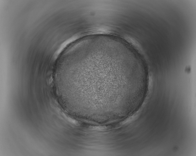 X0000110961210200907022213