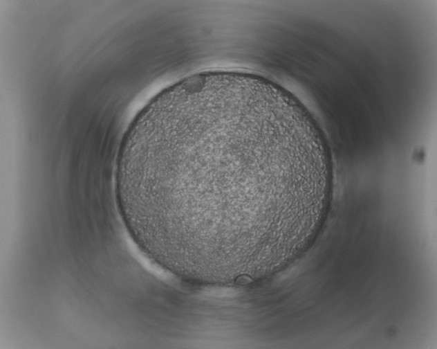 X0000110961237200907022213